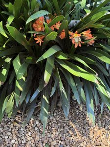 photo by Tracy Tetznet